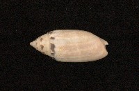 藏品(榧螺)的圖片